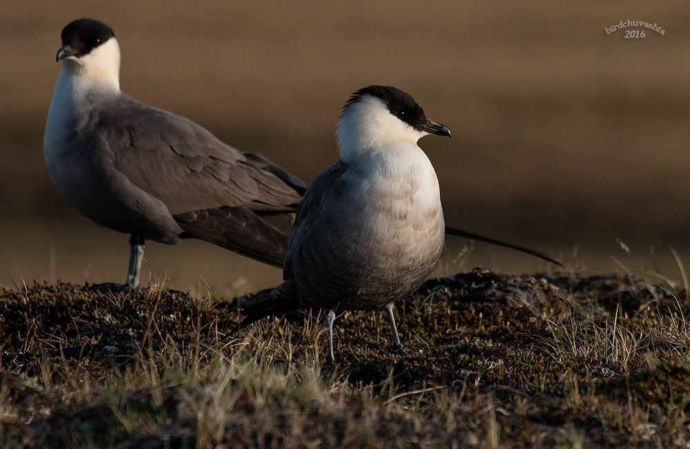 Птицы янао фото Long-tailed Skua (Stercorarius longicaudus). Birds of Siberia.