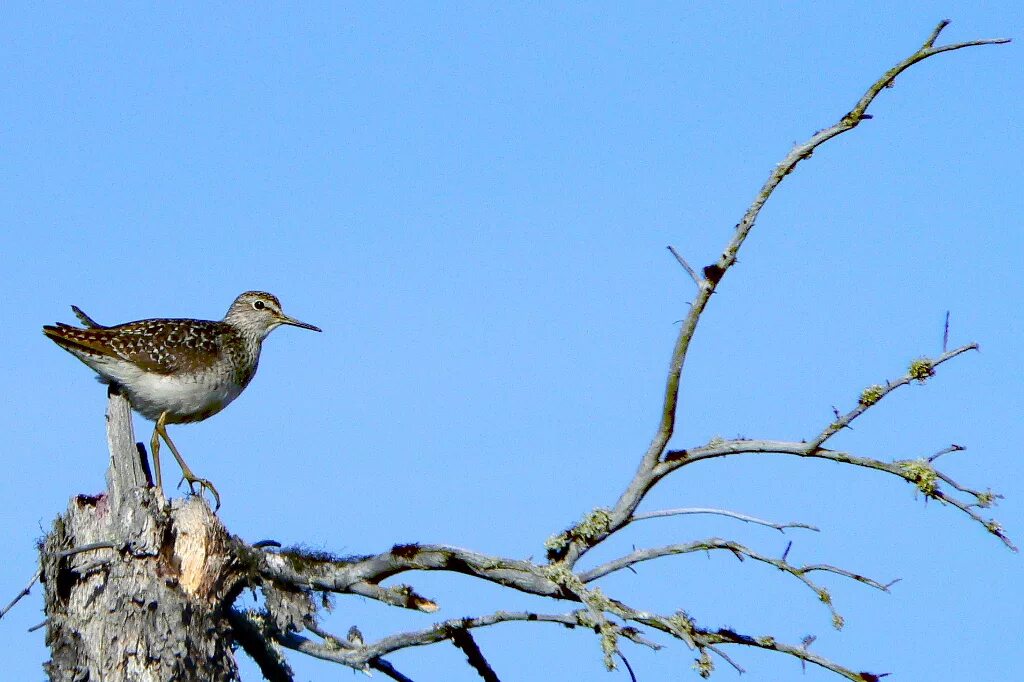 Птицы янао фото Wood Sandpiper (Tringa glareola). Birds of Siberia.