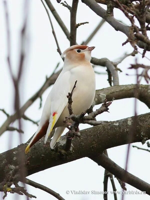 Птицы ярославль фото Bohemian waxwing (Possible lutino mutation)