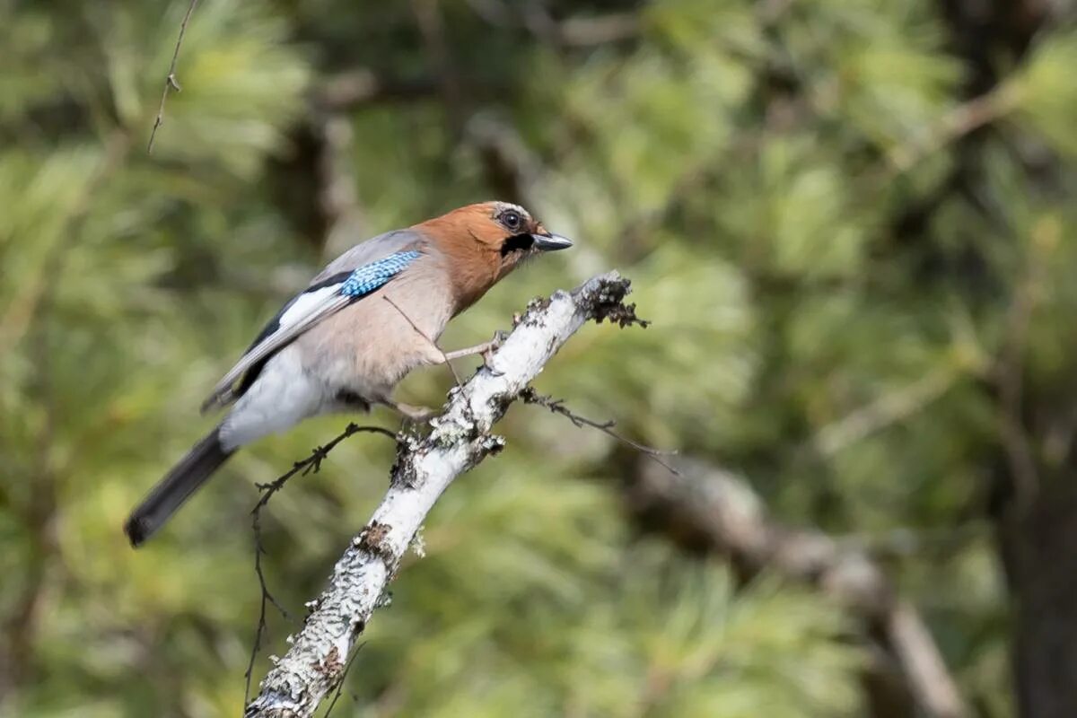 Птицы ярославля фото с названиями Eurasian Jay (Garrulus glandarius). Birds of Siberia.