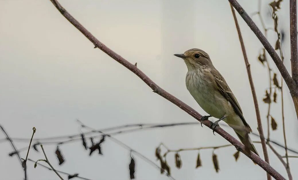 Птицы ярославской области фото Ratel's photos #70 Forest Birds-46 PeakD