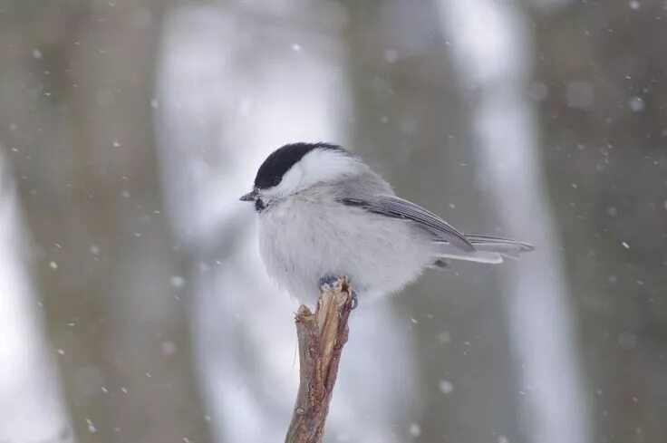 Птицы ярославской области фото Пин от пользователя Dcj на доске Sketching bird models Буроголовая гаичка