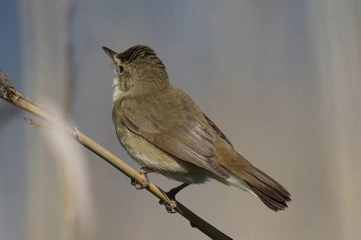 Птицы ярославской области фото Blyth's Reed Warbler (Acrocephalus dumetorum). Birds of Siberia.