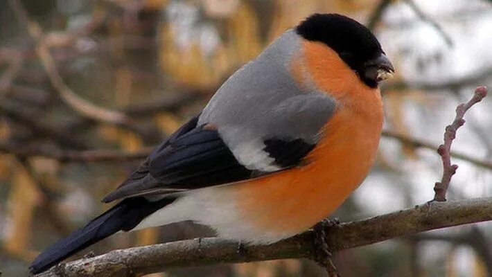 Птицы ярославской области описание фото снегирь красногрудый Bird, Cards, Animals