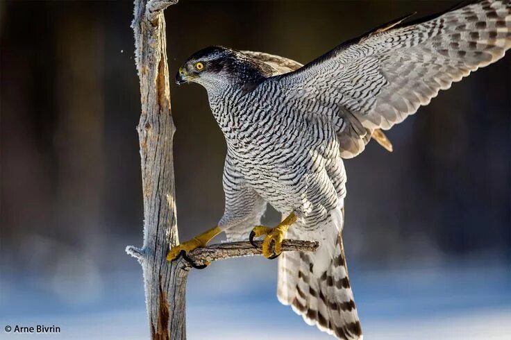 Птицы ястребиные фото Azor común--Accipiter gentilis (With images) Northern goshawk, Birds, Perched