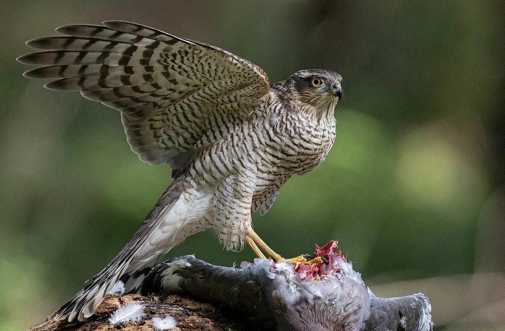 Птицы ястребиные фото Fed Up An old falconry term still used in modern language . Flickr