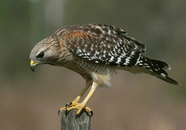 Птицы ястребиные фото types of hawks - Red-shouldered Hawk Hawk pictures, Types of hawks, Hawk