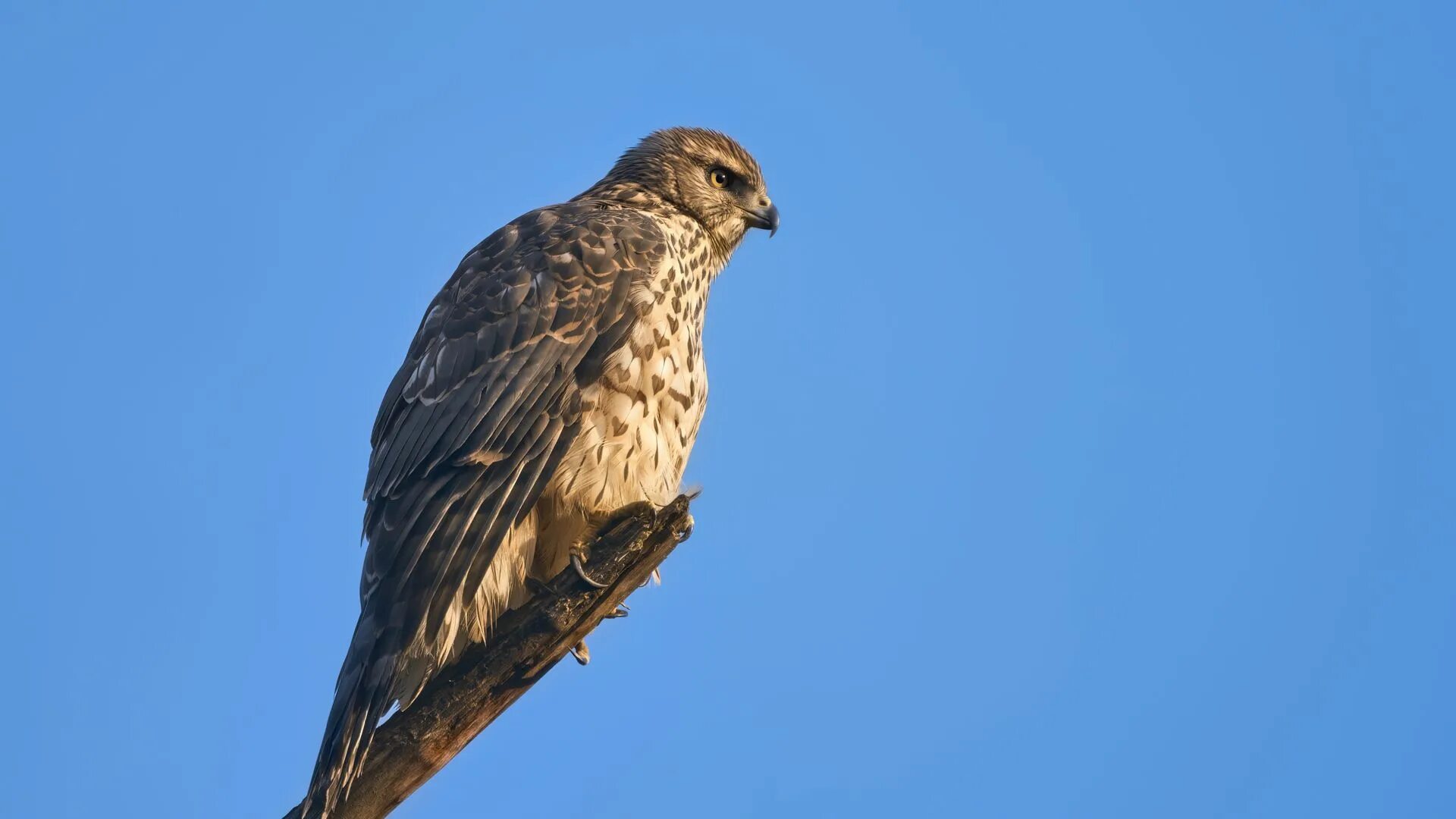 Птицы ястребиные фото Download wallpaper 1920x1080 goshawk, hawk, bird, wildlife, sky full hd, hdtv, f