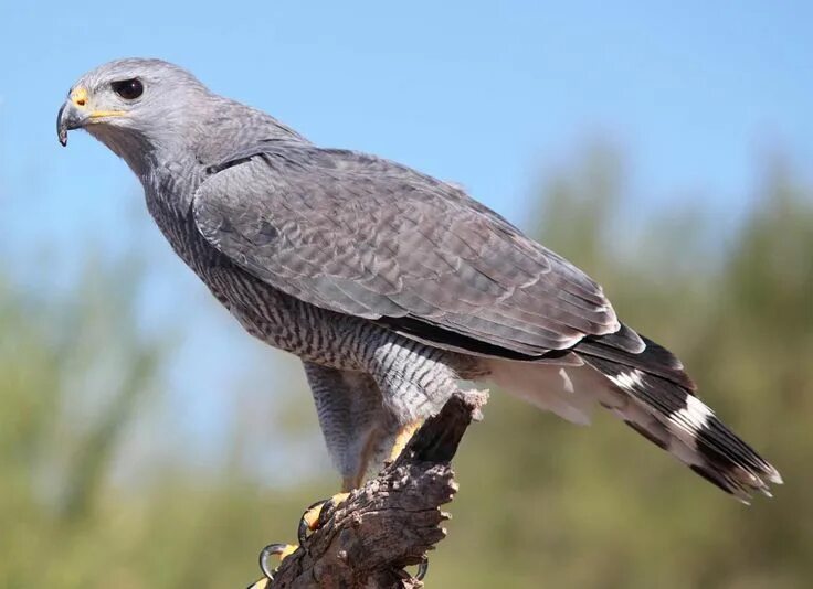 Птицы ястребиные фото Gray Hawk (Buteo plagiatus) by Khyri. Beautiful birds, Pet birds, Bird life list