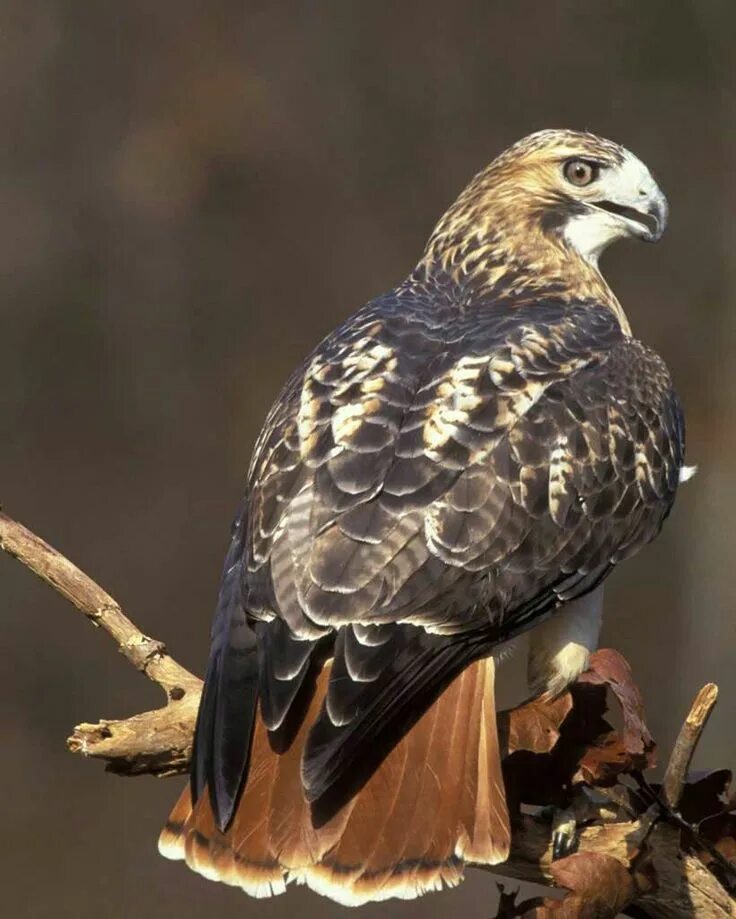 Птицы ястребиные фото Red-Tailed Hawk The red-tailed hawk is a bird of prey, one of three species coll