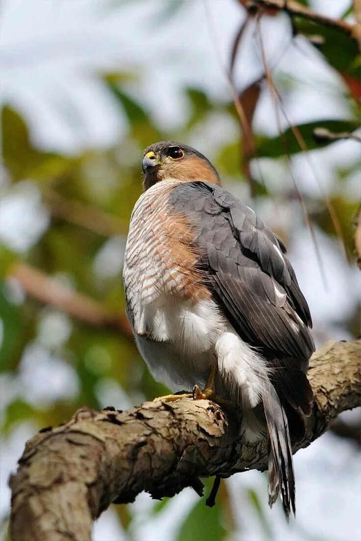 Птицы ястребиные фото Discover the Most Popular Birds in North America Sharp shinned hawk, Puerto rico