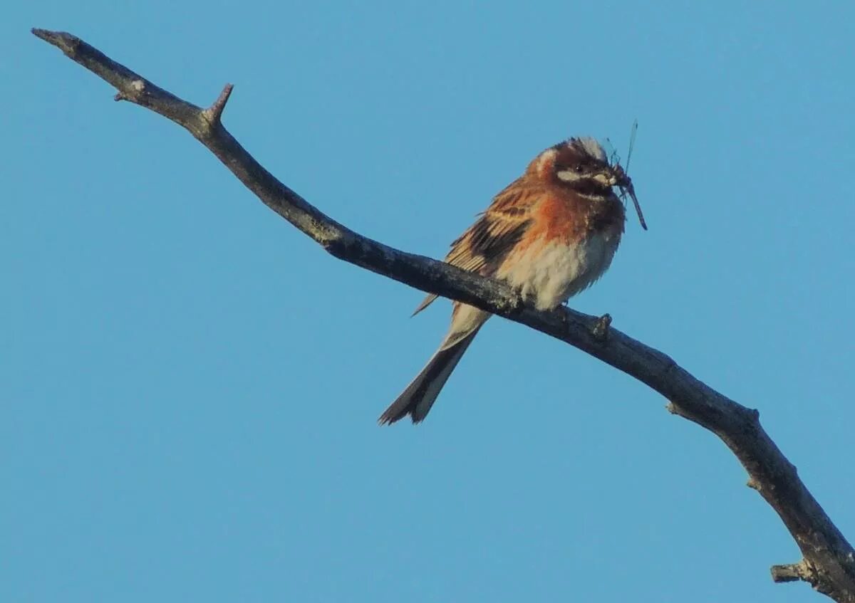 Птицы югры фото Pine Bunting (Emberiza leucocephala). Birds of Siberia.