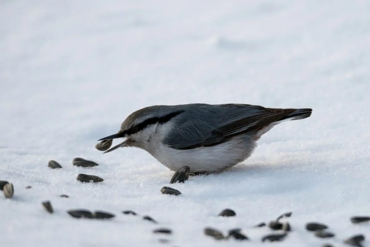 Птицы югры фото Eurasian Nuthatch (Sitta europaea). Birds of Siberia.