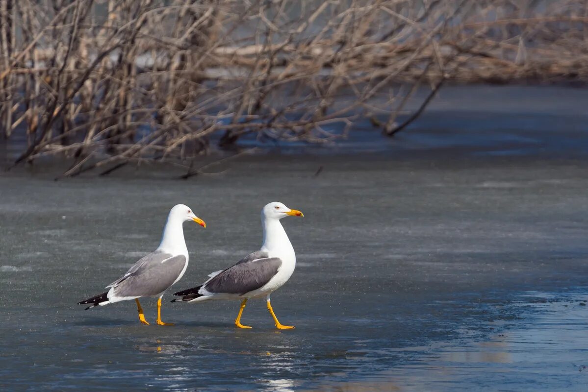 Птицы югры фото Siberian Black-backed Gull (Larus heuglini). Birds of Siberia.