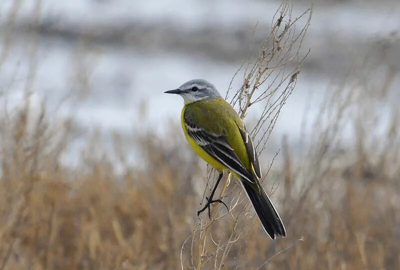 Птицы югры фото и описание Желтая трясогуска. Birds, Animals, Bird