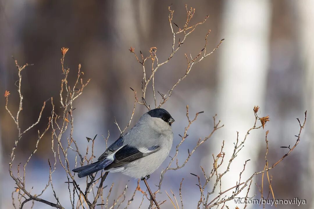 Птицы югры фото названия Baikal Bullfinch (Pyrrhula cineracea). Birds of Siberia.