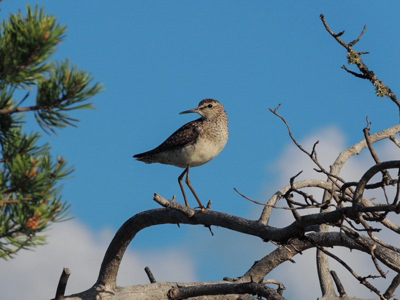 Птицы югры фото названия Wood Sandpiper (Tringa glareola). Birds of Siberia.