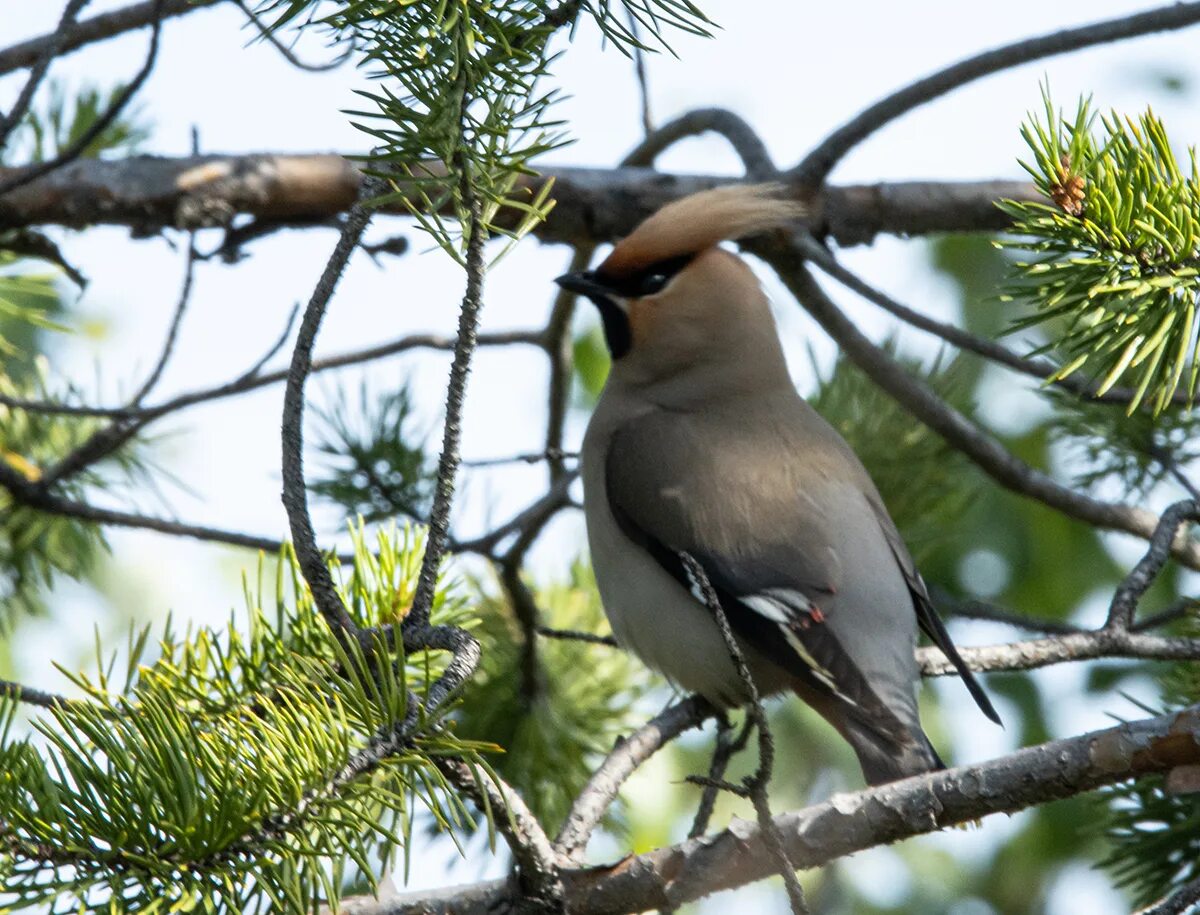 Птицы югры фото названия Bohemian Waxwing (Bombycilla garrulus). Birds of Siberia.