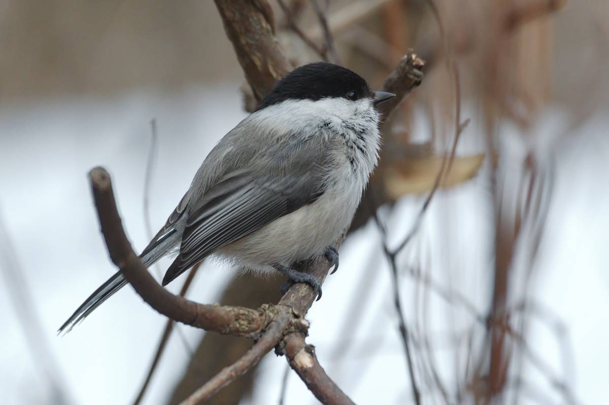 Птицы югры фото названия Willow Tit (Parus montanus). Birds of Siberia.