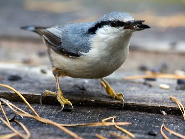 Птицы югры фото названия Nuthatch; Sitta europaea Brovary, Ukraine Nuthatches were . Flickr