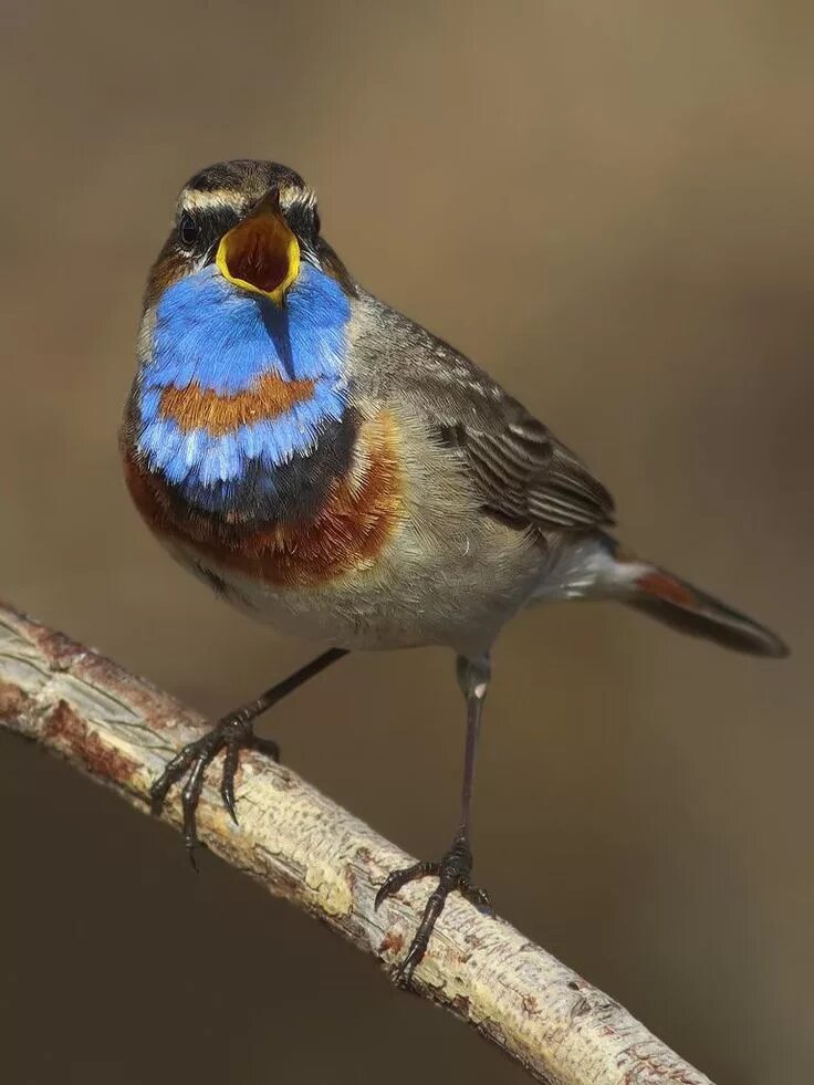 Птицы южного урала фото с названиями Bluethroat (Luscinia svecica) by yura-lyapustin Beautiful birds, Pet birds, Colo