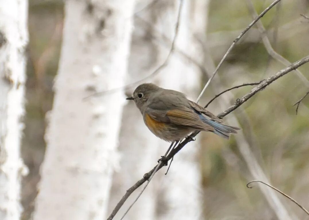 Птицы забайкальского края фото Red-flanked Bluetail (Tarsiger cyanurus). Birds of Siberia.