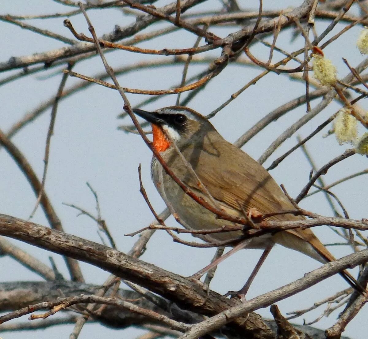 Птицы забайкальского края фото Siberian Rubythroat (Luscinia calliope). Birds of Siberia.