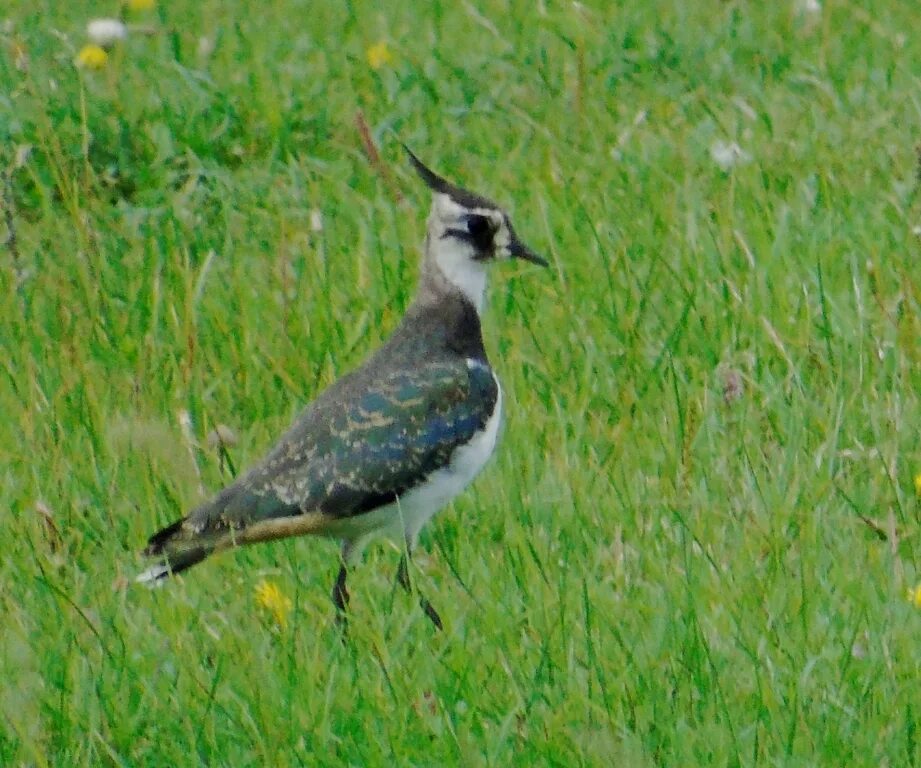 Птицы забайкальского края фото Northern Lapwing (Vanellus vanellus). Birds of Siberia.