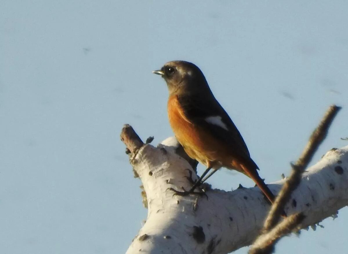 Птицы забайкальского края фото Daurian Redstart (Phoenicurus auroreus). Birds of Siberia.