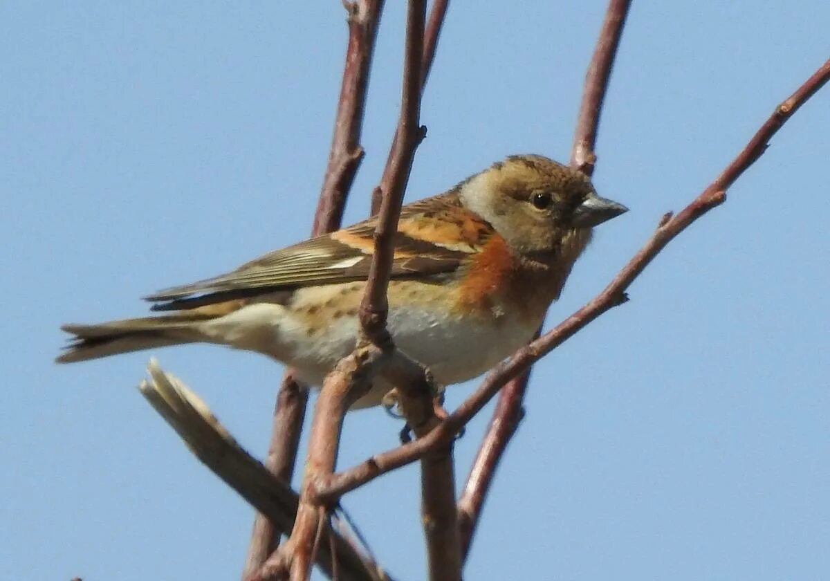 Птицы забайкальского края фото Brambling (Fringilla montifringilla). Birds of Siberia.