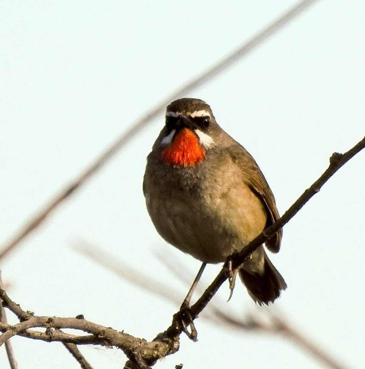 Птицы забайкальского края фото Siberian Rubythroat (Luscinia calliope). Birds of Siberia.