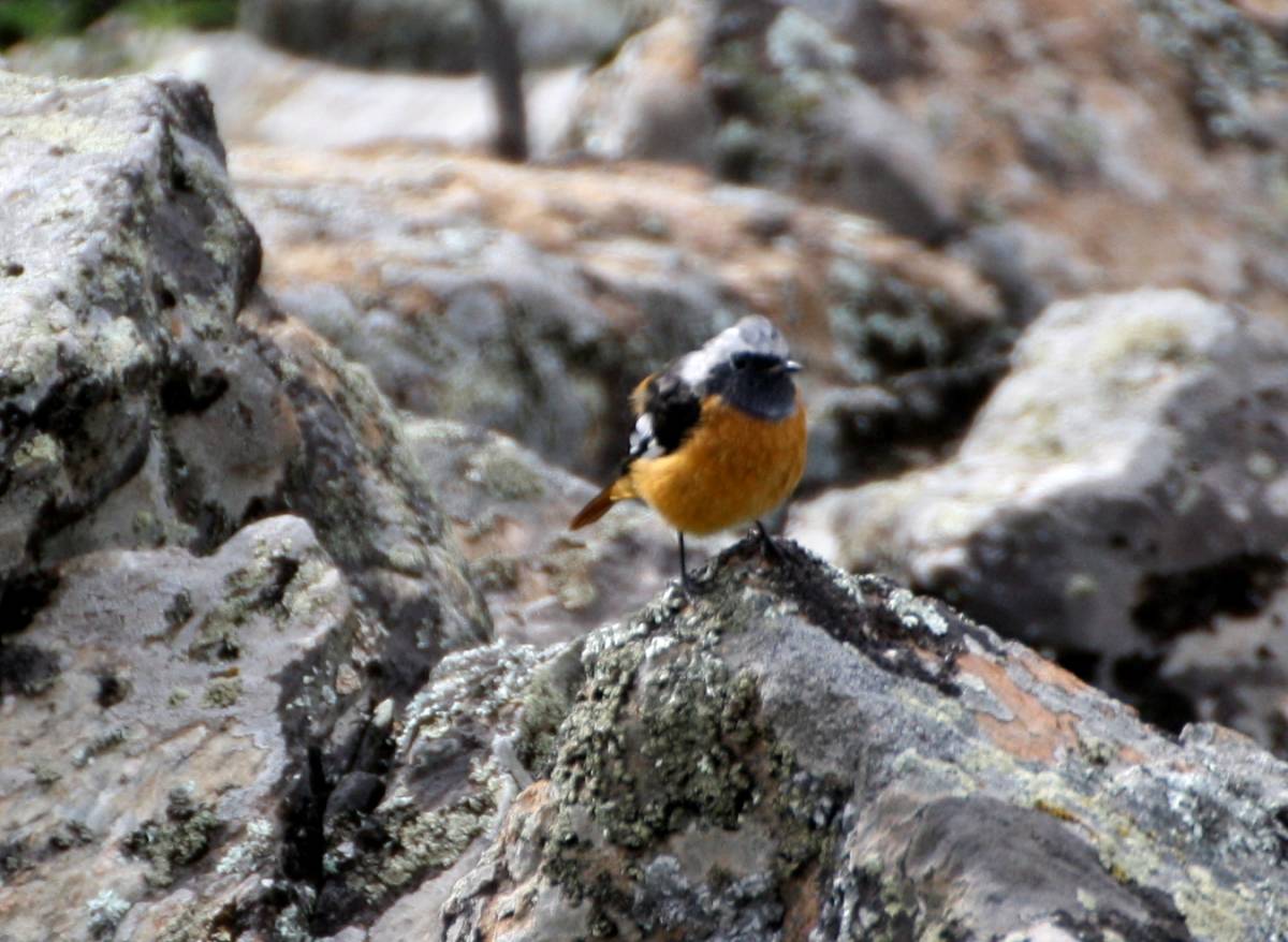 Птицы забайкальского края фото и названия Daurian Redstart (Phoenicurus auroreus). Birds of Siberia.