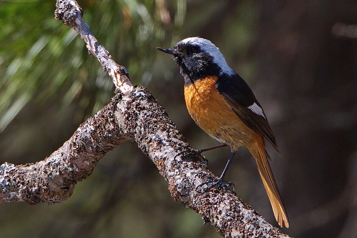 Птицы забайкальского края фото и названия Daurian Redstart (Phoenicurus auroreus). Birds of Siberia.