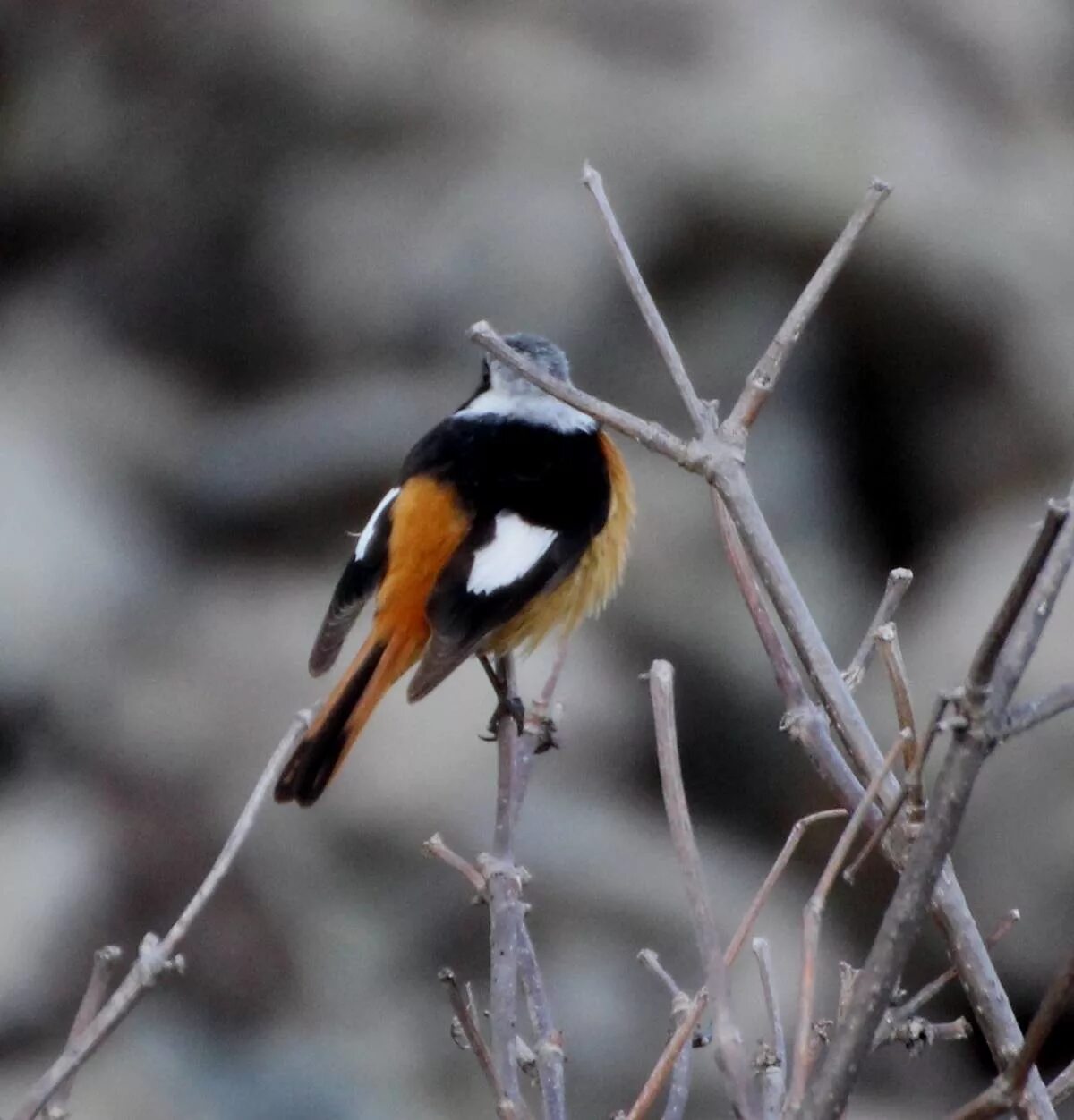 Птицы забайкальского края фото и названия Daurian Redstart (Phoenicurus auroreus). Birds of Siberia.