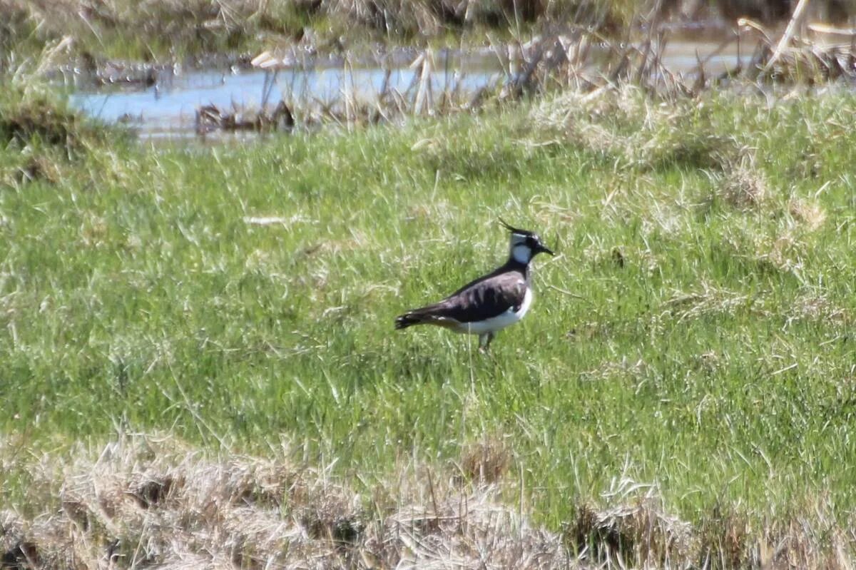 Птицы забайкалья фото Northern Lapwing (Vanellus vanellus). Birds of Siberia.