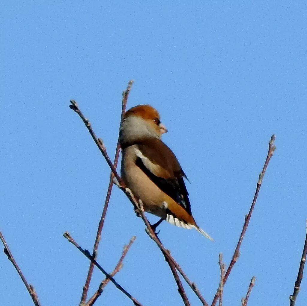 Птицы забайкалья фото Дубонос (Coccothraustes coccothraustes). Птицы Сибири.