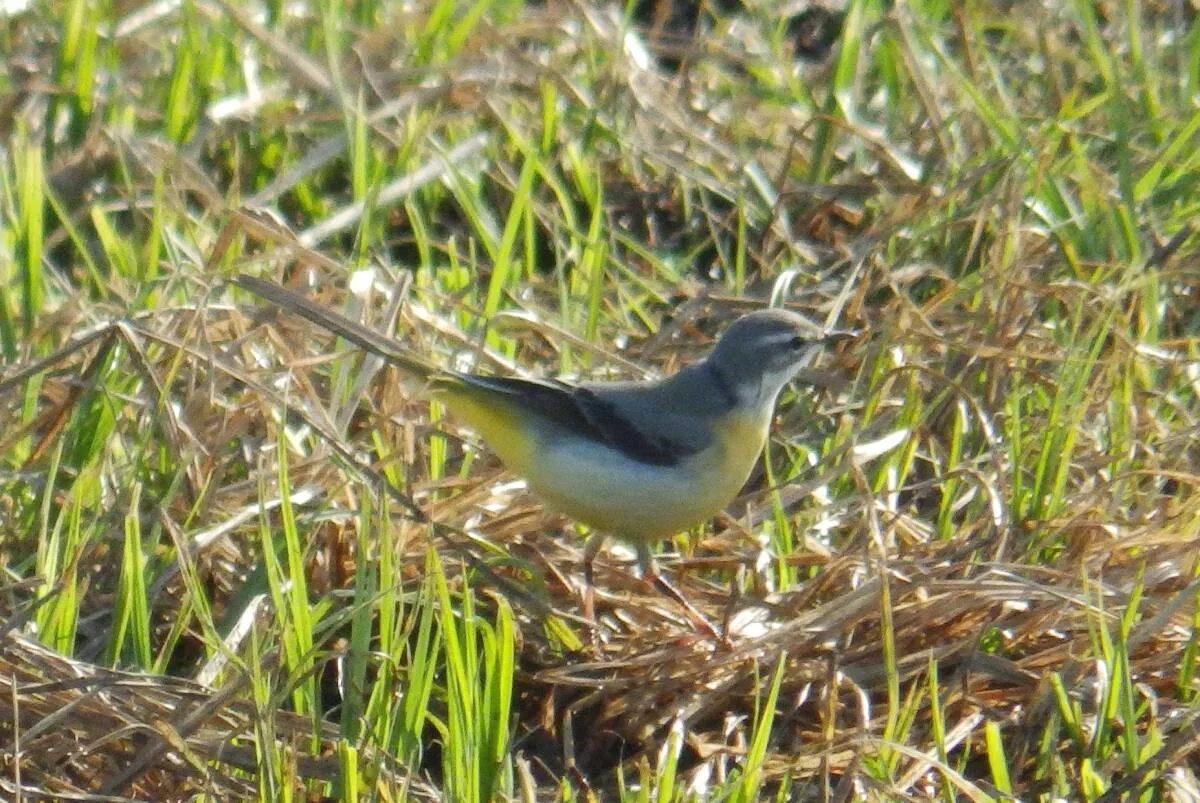 Птицы забайкалья фото Grey Wagtail (Motacilla cinerea). Birds of Siberia.