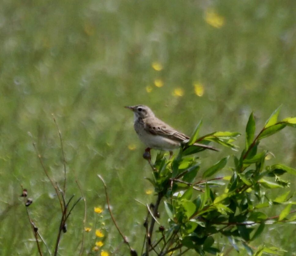 Птицы забайкалья фото Richard's Pipit (Anthus richardi). Birds of Siberia.