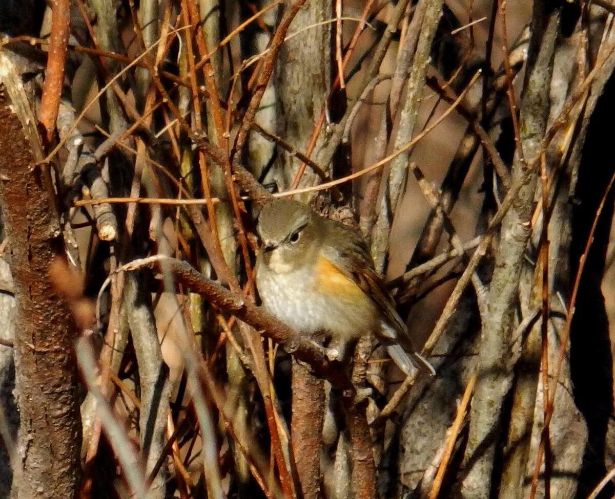 Птицы забайкалья фото Red-flanked Bluetail (Tarsiger cyanurus). Birds of Siberia.