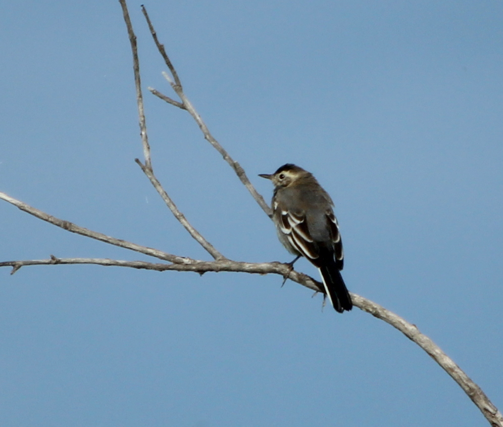 Птицы забайкалья фото Желтоголовая трясогузка (Motacilla citreola). Птицы Сибири.