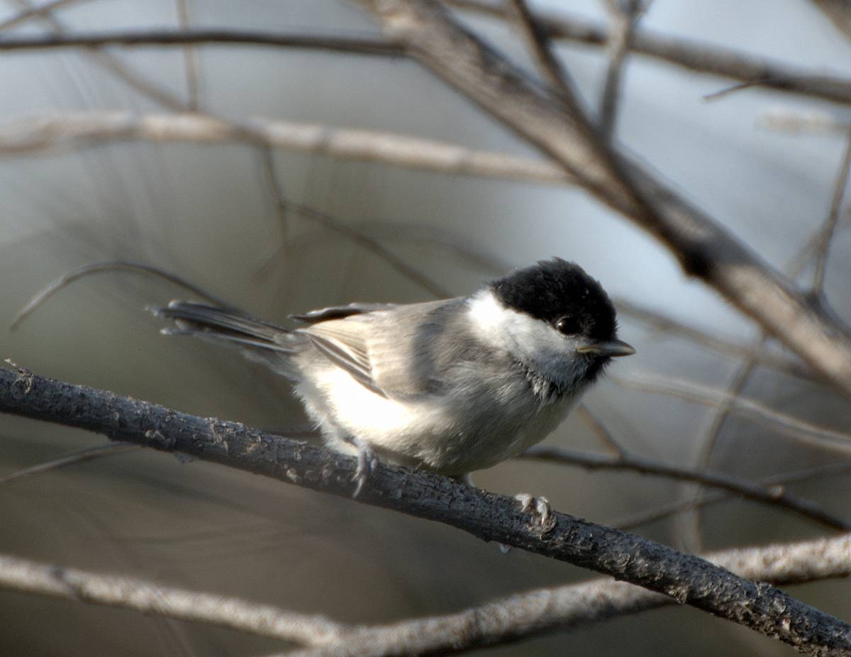 Птицы забайкалья фото Willow Tit (Parus montanus). Birds of Siberia.