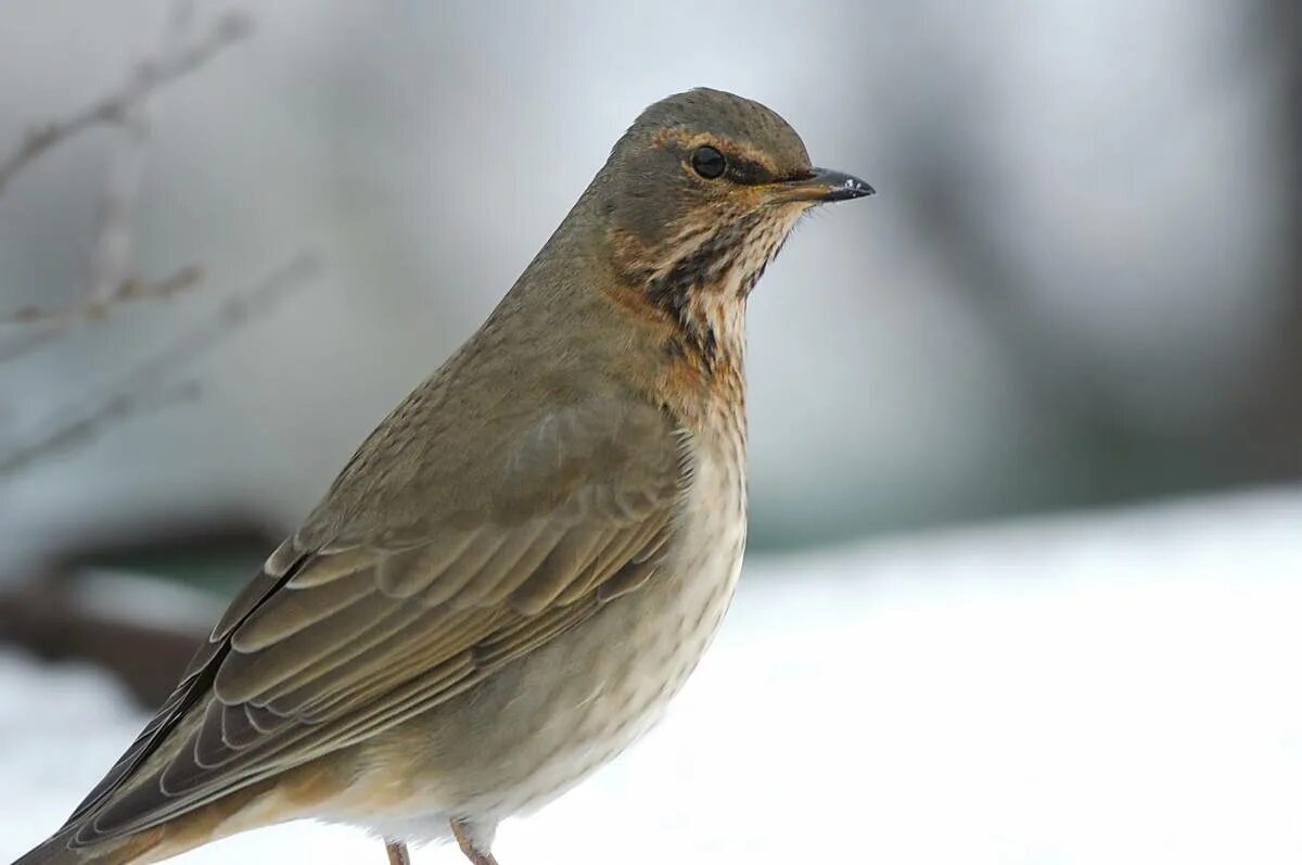 Птицы забайкалья фото Red-throated Thrush (Turdus ruficollis). Birds of Siberia.