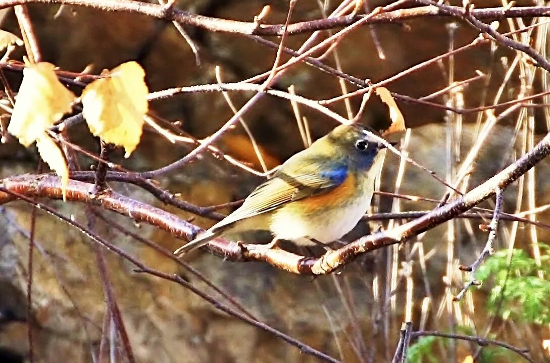 Птицы забайкалья фото Red-flanked Bluetail (Tarsiger cyanurus). Birds of Siberia.