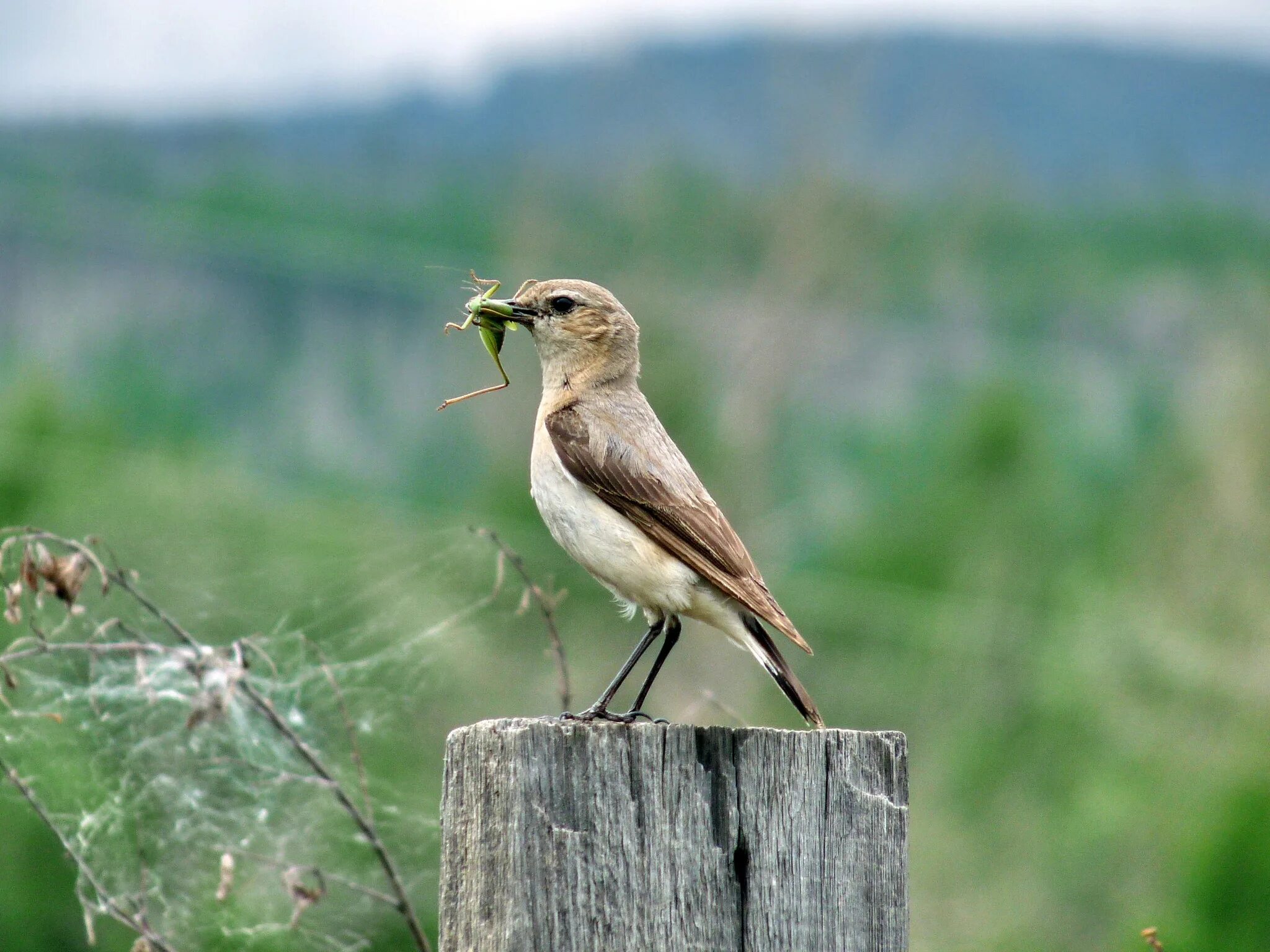 Птицы забайкалья фото Птицы Забайкальского края - iNaturalist