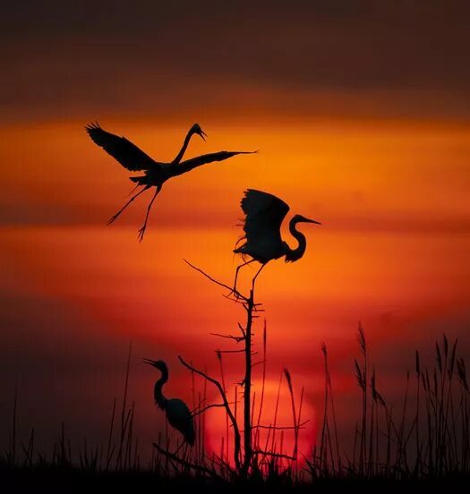 Птицы закат фото Spotlight on Egrets Beautiful birds, Beautiful sunset, Sunset silhouette