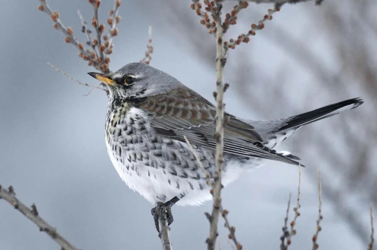 Птицы западной сибири фото Рябинник (Turdus pilaris). Птицы Сибири.