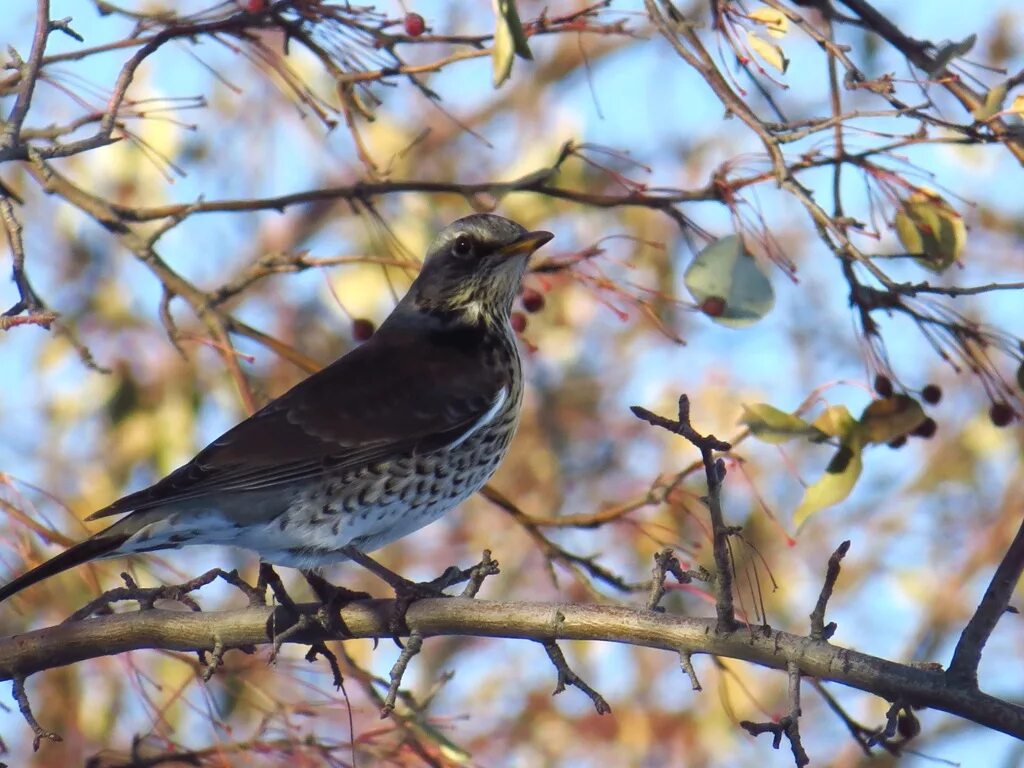 Птицы западной сибири фото Рябинник (Turdus pilaris). Птицы Сибири.