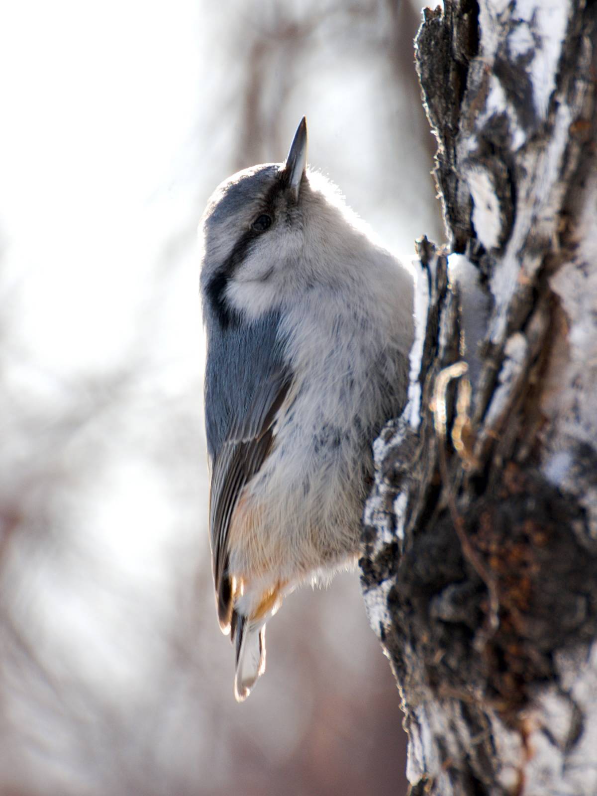 Птицы западной сибири фото Eurasian Nuthatch (Sitta europaea). Birds of Siberia.