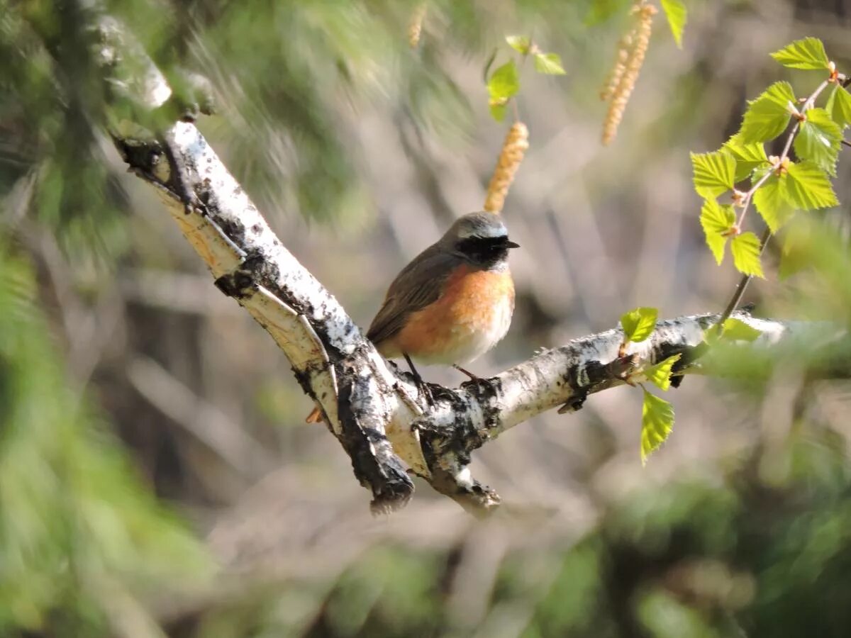 Птицы западной сибири фото Eurasian Redstart (Phoenicurus phoenicurus). Birds of Siberia.