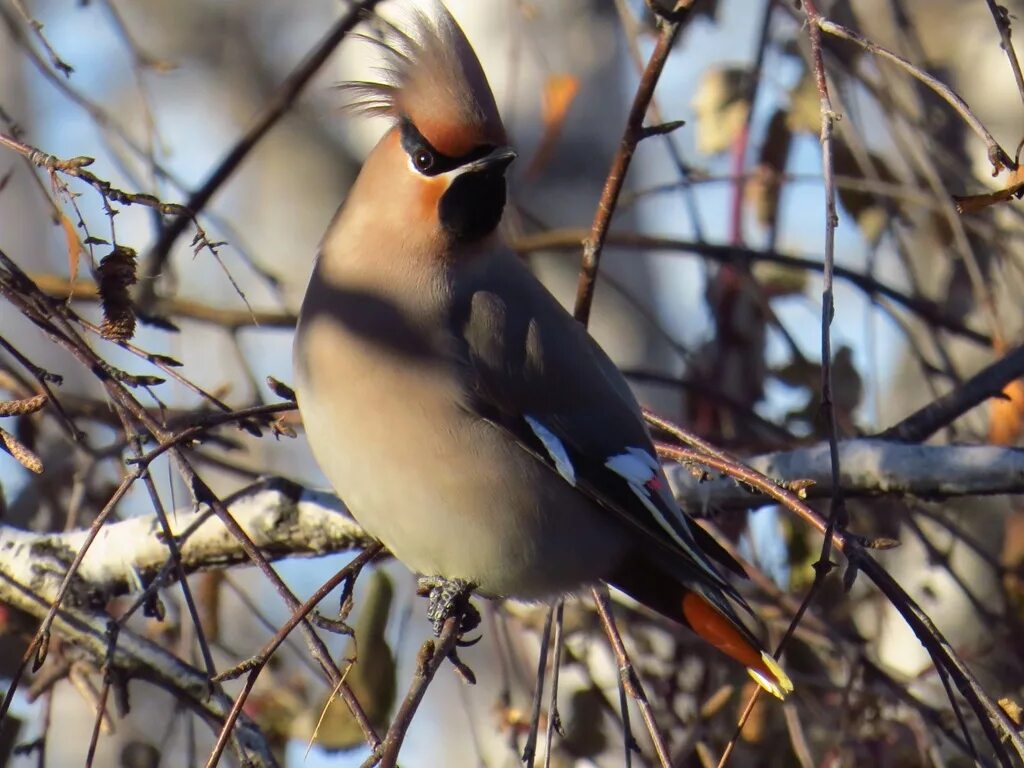 Птицы западной сибири фото Свиристель (Bombycilla garrulus). Птицы Сибири.